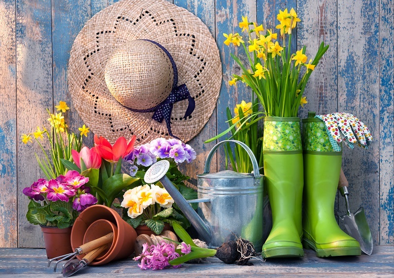 flowers  / Peony flowers 