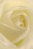 This detailed view sweeps you into the essence of a cream-white rose, its petals spiraling open like a gentle invitation-a scene reminiscent of late spring mornings near Alexandra Recreation Ground. The texture is almost ethereal, petals so fine and velvety that their gentle curves seem lighter than air, kissed by invisible dew. A soft, ambient brightness gives the image warmth and dimension, deepening shadows and inviting calm introspection. As a Sydenham florist, I find this rose to be the definition of reverence-a choice meant for the most delicate occasions: honouring lives, marking beginnings, or sharing admiration with someone special nearby. Each layer folds upon the next with such careful arrangement that you can sense the loving intention behind its crafting. The subtle complexity of fragrance lingers, offering comfort without overwhelm. More than a flower, this rose becomes a vessel for emotion, embodying both artistry and affection, rooted in the character of Sydenham and ready to convey quiet hope wherever it finds a home.